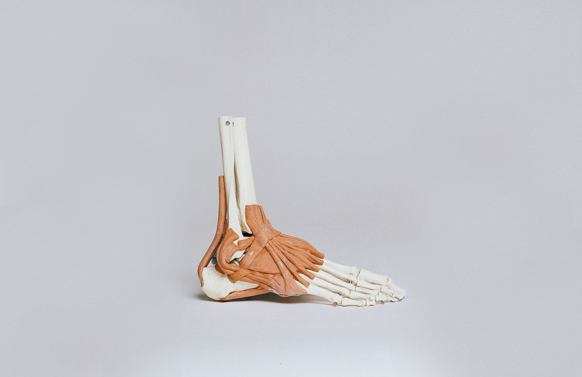 Skeleton of a Foot